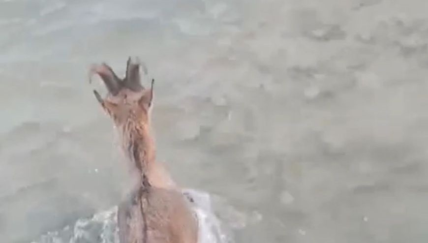 kurtlardan kacarken gole dustu yrfpjmsC