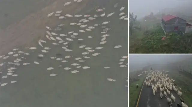 sisler altindaki karadeniz yaylalarindan donus yolculugu basladi vqcTxjWK