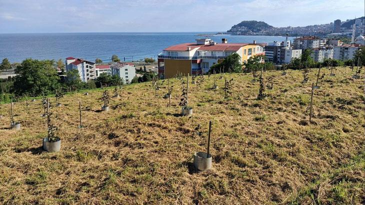 findikta rekolte artiracak calisma CSkPv8ft.jpg